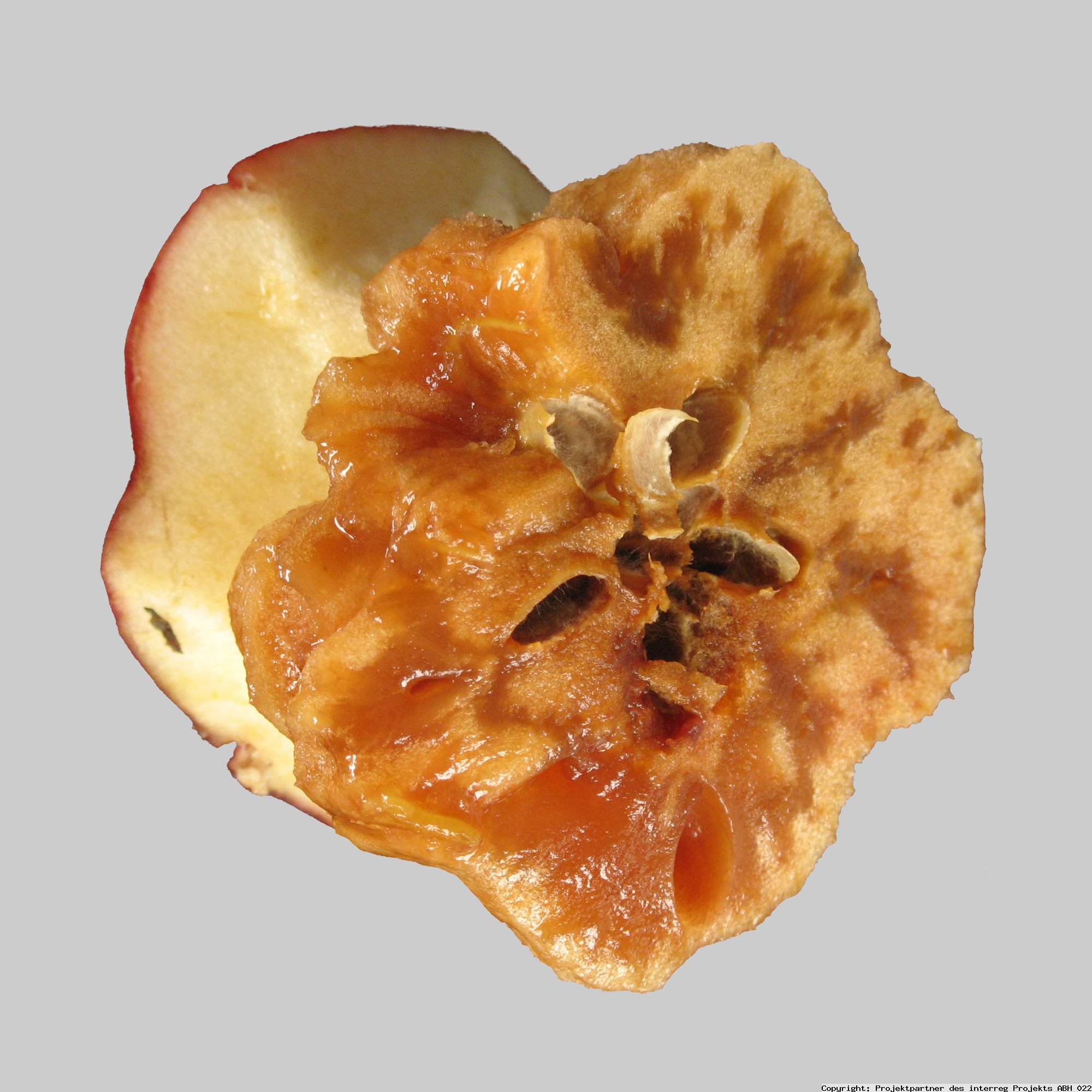 infezione della pelle del fusarium